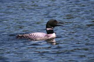 loon